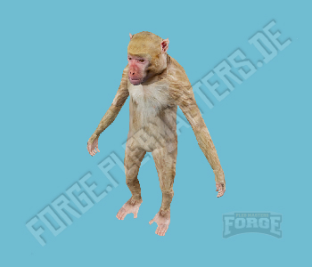 A_C_Rhesus — FiveM ped hash